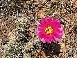 花,仙人掌,沙漠