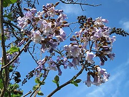 毛泡桐,皇后树,公主树