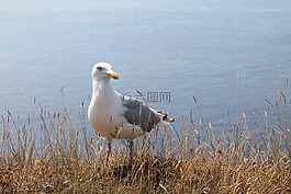 海鷗,動(dòng)物,等待