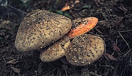 菌類,蘑菇,真菌