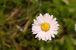 性質(zhì),廠,花
