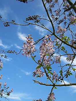 毛泡桐,皇后树,公主树