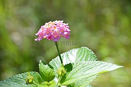 粉紅色,花,晚間