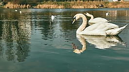 動(dòng)物,鳥,湖