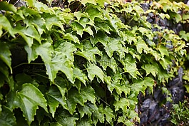 覆蓋,植物區(qū)系,新鮮