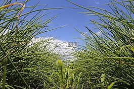 韭菜,香料,蔬菜