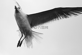 海鷗,鳥,海岸