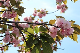 櫻花,自然,粉色