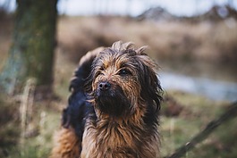 狗,寵物,動物