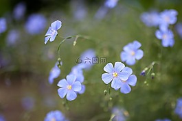 花卉,藍(lán)色,夏季