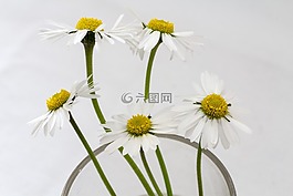 鮮花,靜物,雛菊