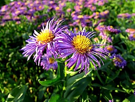 鮮花,開花,夏季鮮花