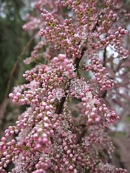 tamrix,檉,鹽ceddar