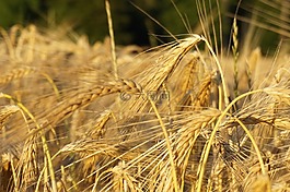 夏季,麥田,性質(zhì)