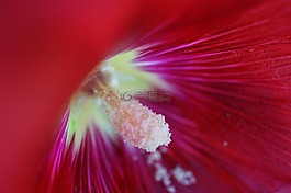 芙蓉,紅色,宏