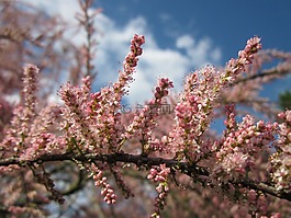 高卢柽柳,法国红柳,灌木
