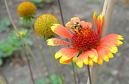 花,蜜蜂,polinizacion