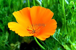 花,開花,橙花