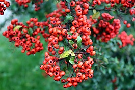 光,灌木,紅色水果