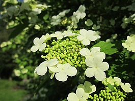 歐洲莢蒾,guelder玫瑰,灌木