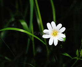 花,開花,白