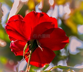 羅莎,花園,性質(zhì)