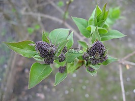 開(kāi)花,丁香,3 月