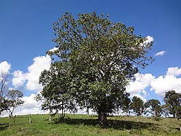 性質(zhì),樹木,和平