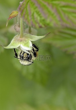 蜜蜂,昆蟲,花