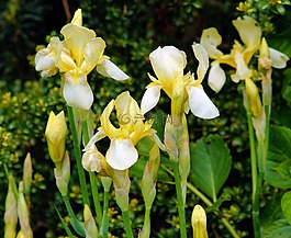 虹膜,鲜花,黄色