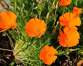 鮮花,開花,橙花