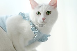 猫,何铁,大韩民国