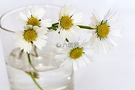 鮮花,靜物,雛菊
