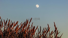 蘆葦,月亮,自然