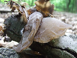 蘑菇,森林,性質(zhì)