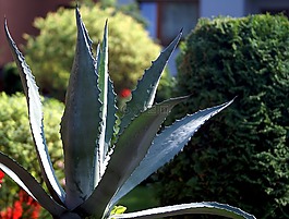 蘆薈,室內(nèi)植物,刺
