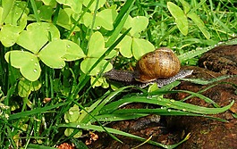 蝸牛,雨,動物