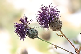 水飛薊,野花,性質