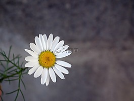 黛西,花卉,白
