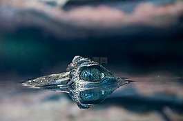 鱷魚,爬行動(dòng)物,捕食者