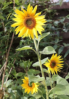 盛開,花,向日葵