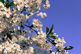 開花,藍(lán)色,天空