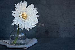 花,白花,開花