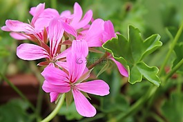 天竺葵,開(kāi)花,粉紅色