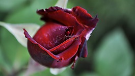 性質(zhì),花,特寫