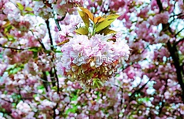 櫻花,日本櫻花,氣味