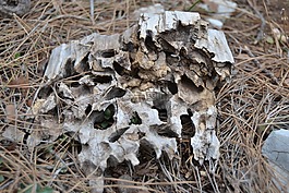 狼,樹,森林