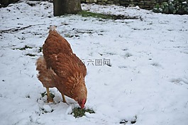 母雞,雪,雞