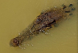 鱷魚,淡水,爬行動物