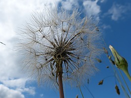 蒲公英,天空